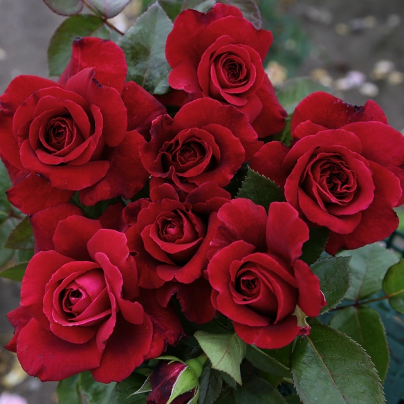 Edelrose, Rosa »Bellevue®«, Blüte: rosarot, gefüllt