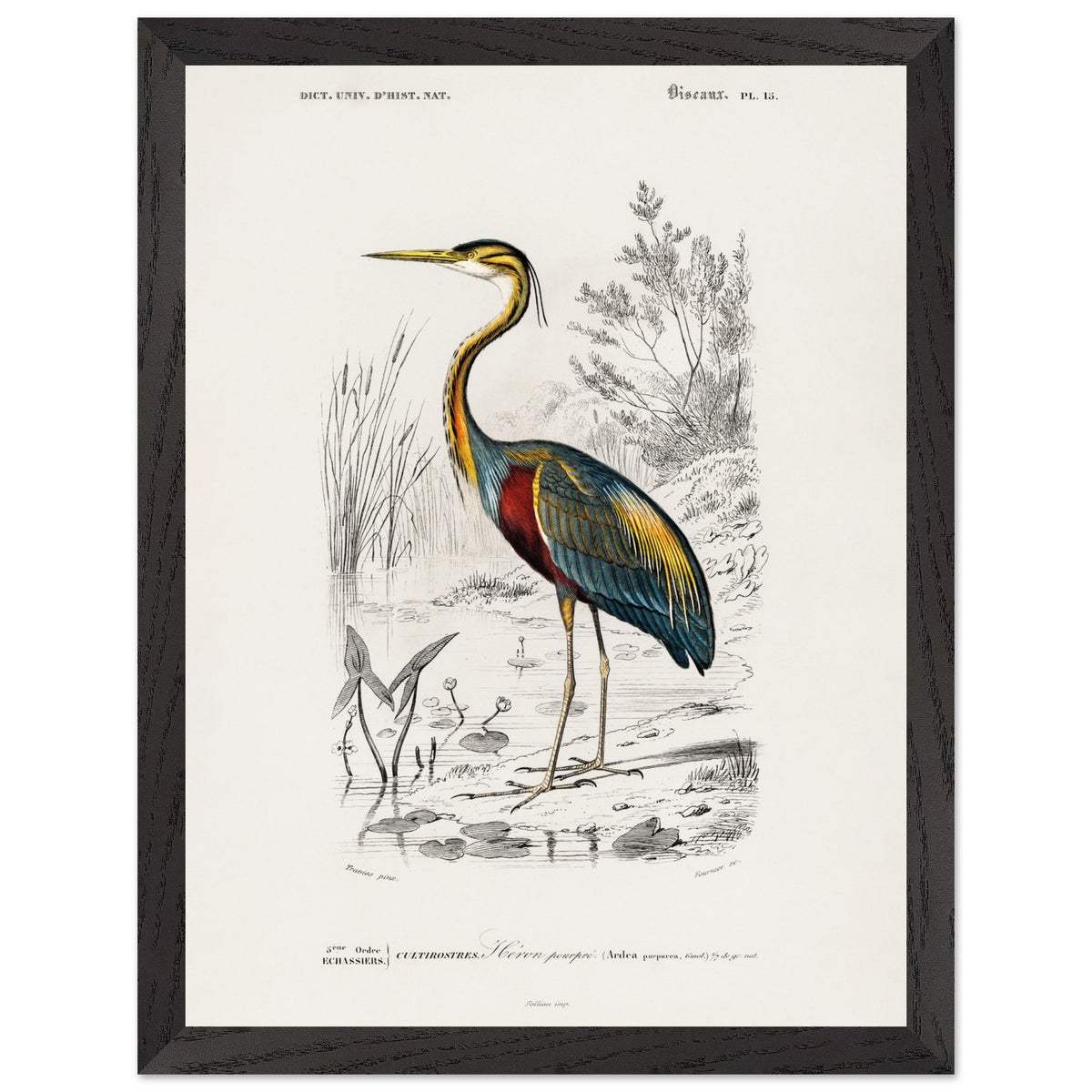 Artfulprints Poster met Lijst Charles Dessalines d'Orbigny - Purple heron (Ardea purpurea)  - 30x40 cm - Meerkleurig