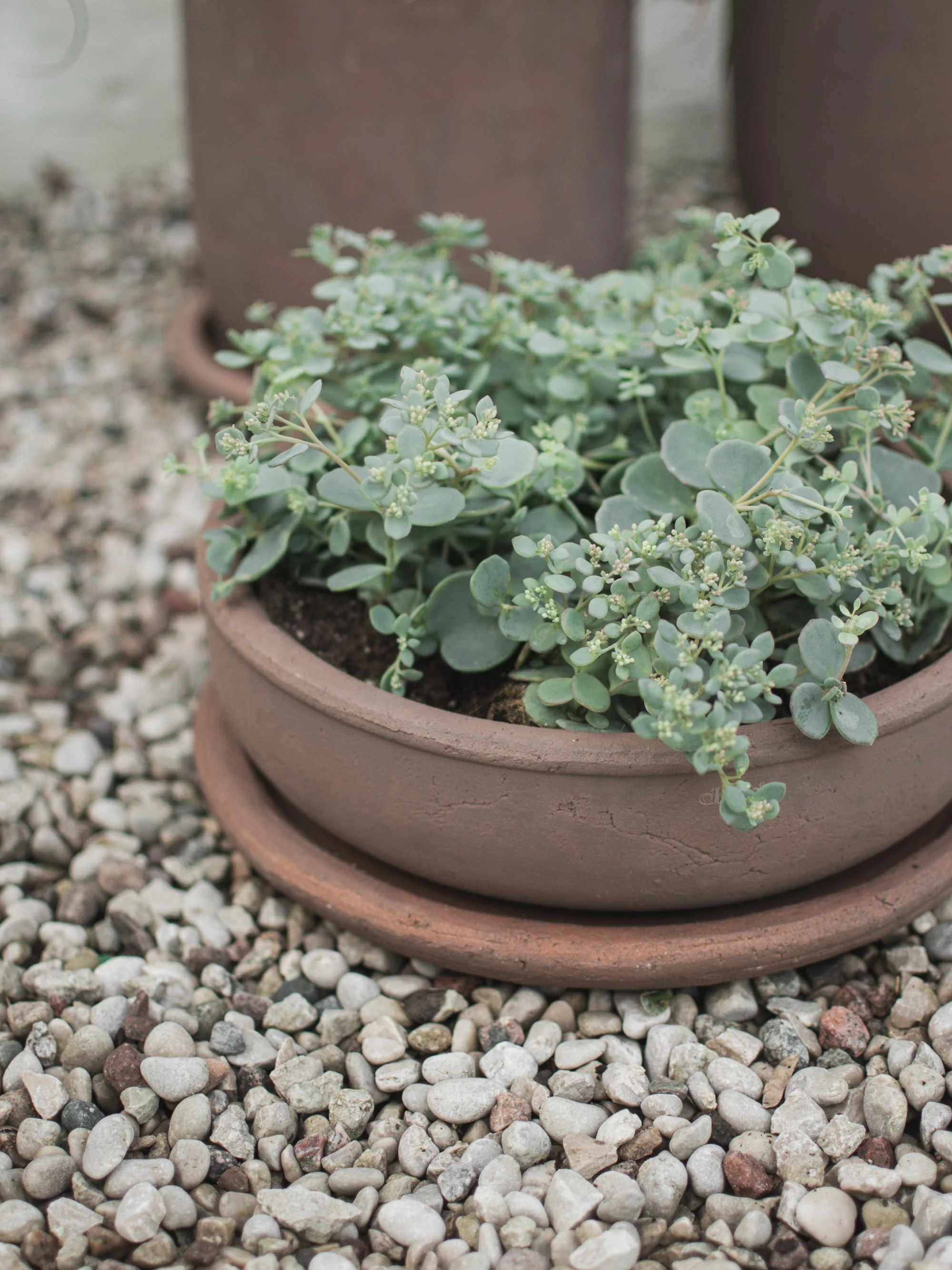 Outdoor-Blumentopf Terra aus Terrakotta, H 11 cm