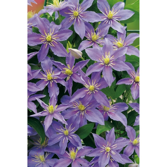 Waldrebe, Clematis »Justa«, hellblau, winterhart