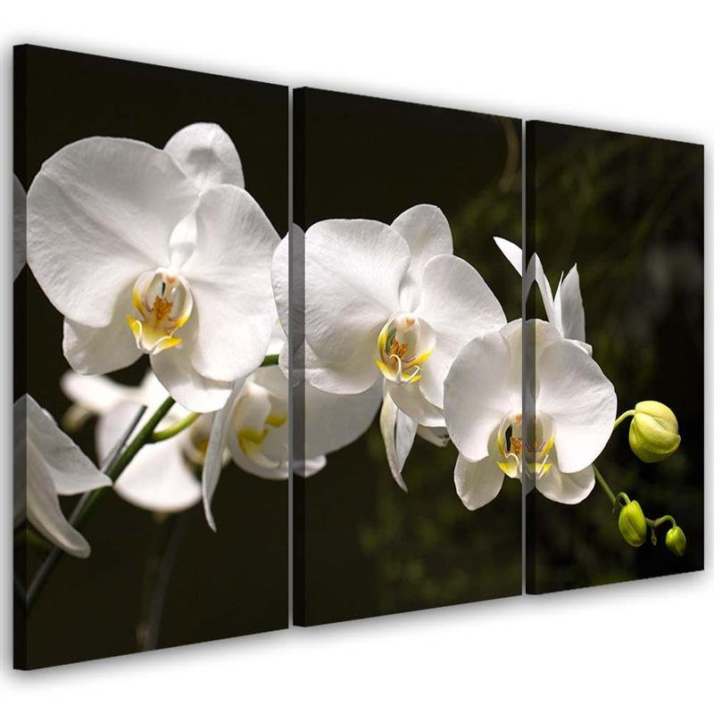 Feeby Obraz tryptyk na płótnie Biała orchidea 60x40