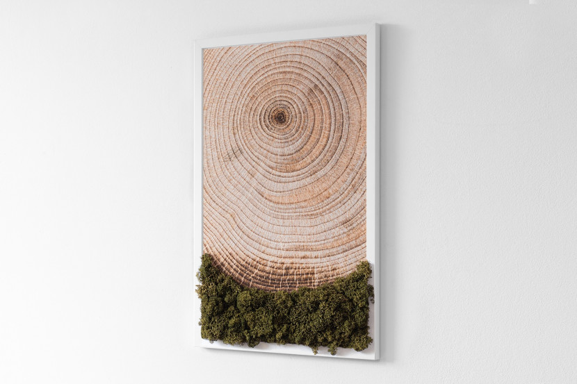 Obraz z mchem - Słoje drewna 40x60 cm Biała Rama