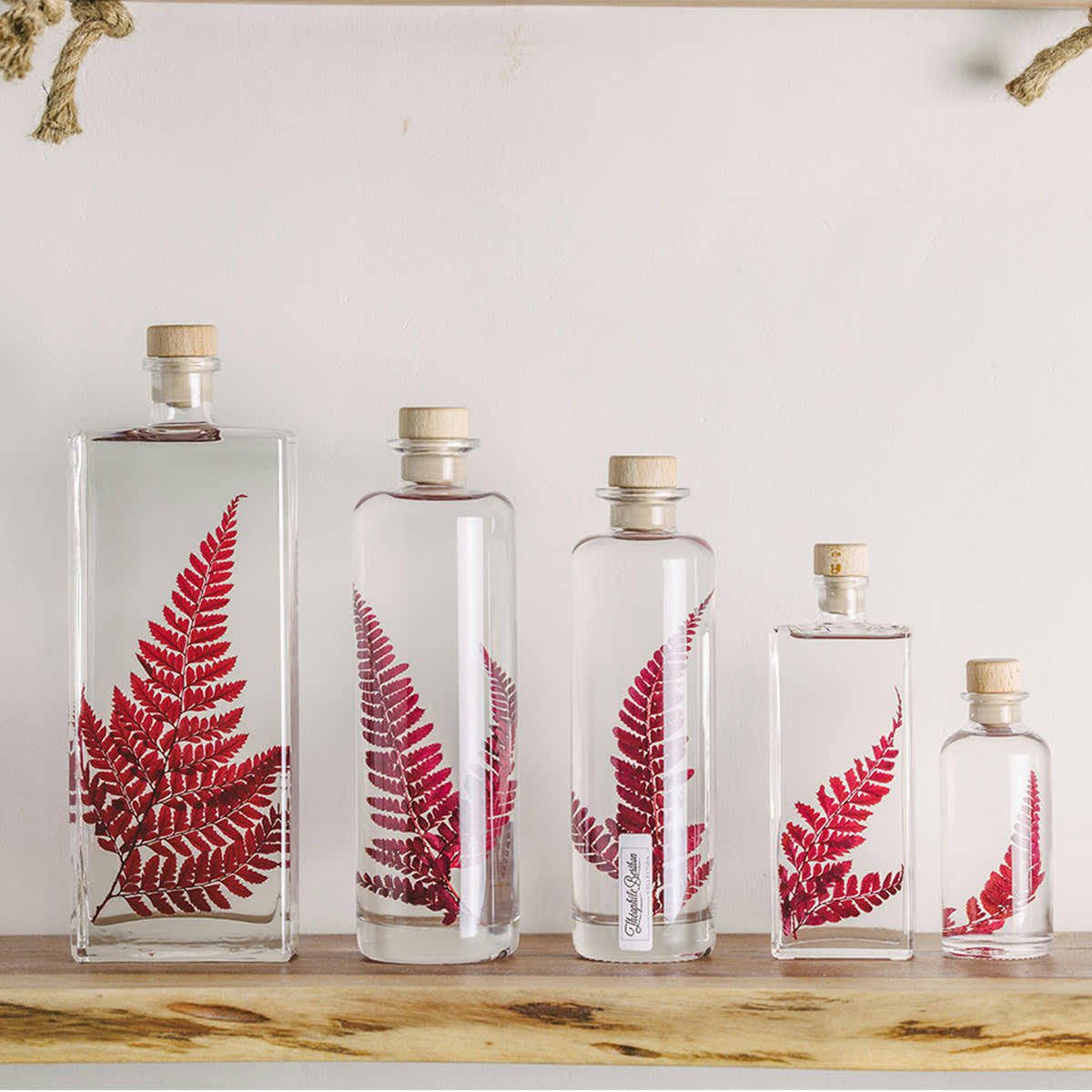 HERBARIUM DE THEOPHILE - Plante immergée Rumohra rouge