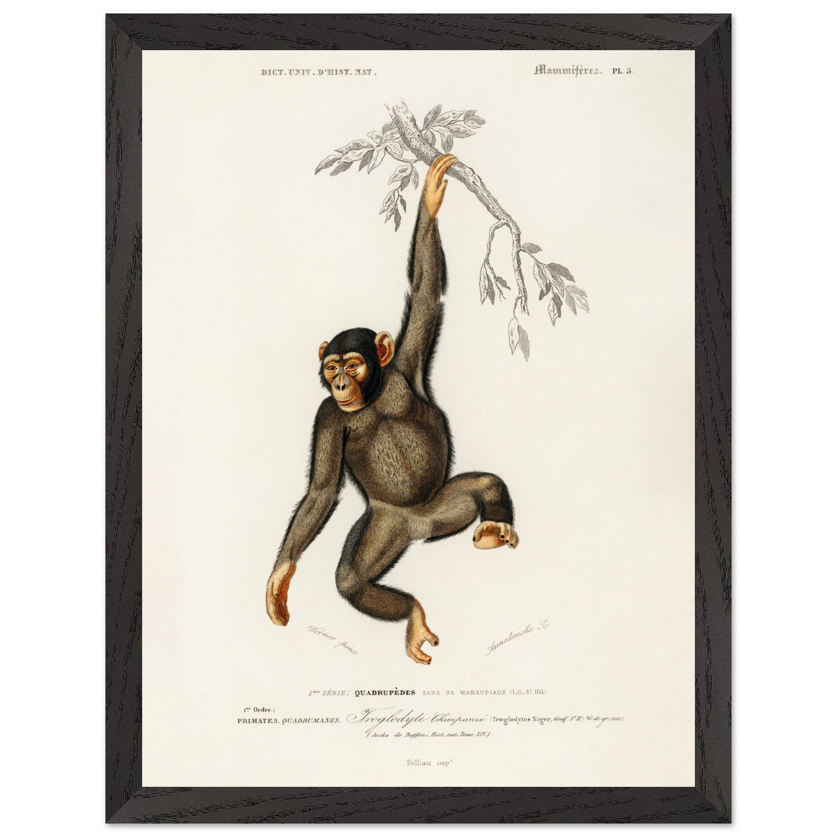 Artfulprints Poster met Lijst Charles Dessalines d'Orbigny - Chimpangze (troglodyte chimpanze)  - 30x40 cm - Bruin