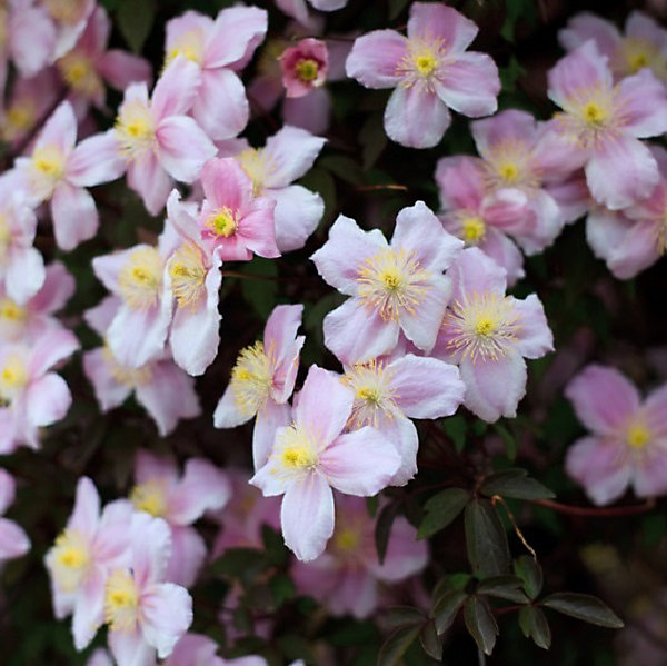 2 x Clématite des montagnes - Clematis montana 'Fragrant Spring'- 50-60 cm pot