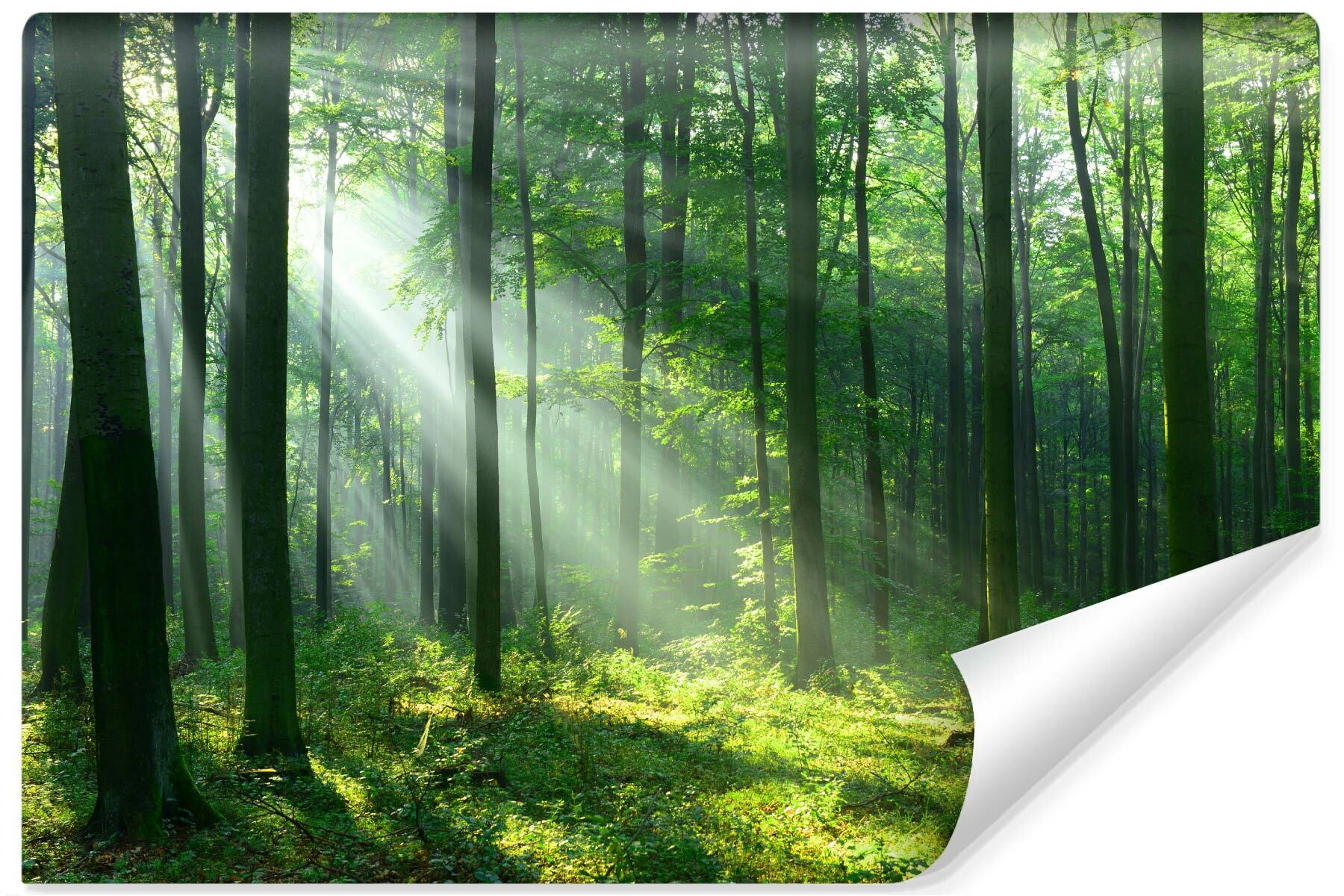 Fototapeta Do Salonu Promienie Słońca W Lesie 90x60cm