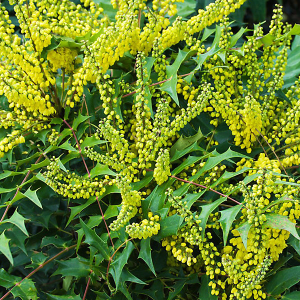 2 x Mahonia media 'Winter Sun' - 30-50 cm pot
