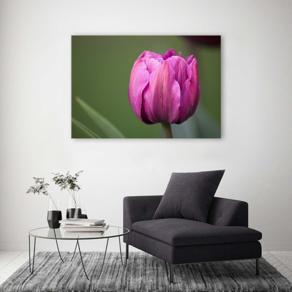 Feeby Obraz na płótnie Fioletowy kwiat tulipana 60x40
