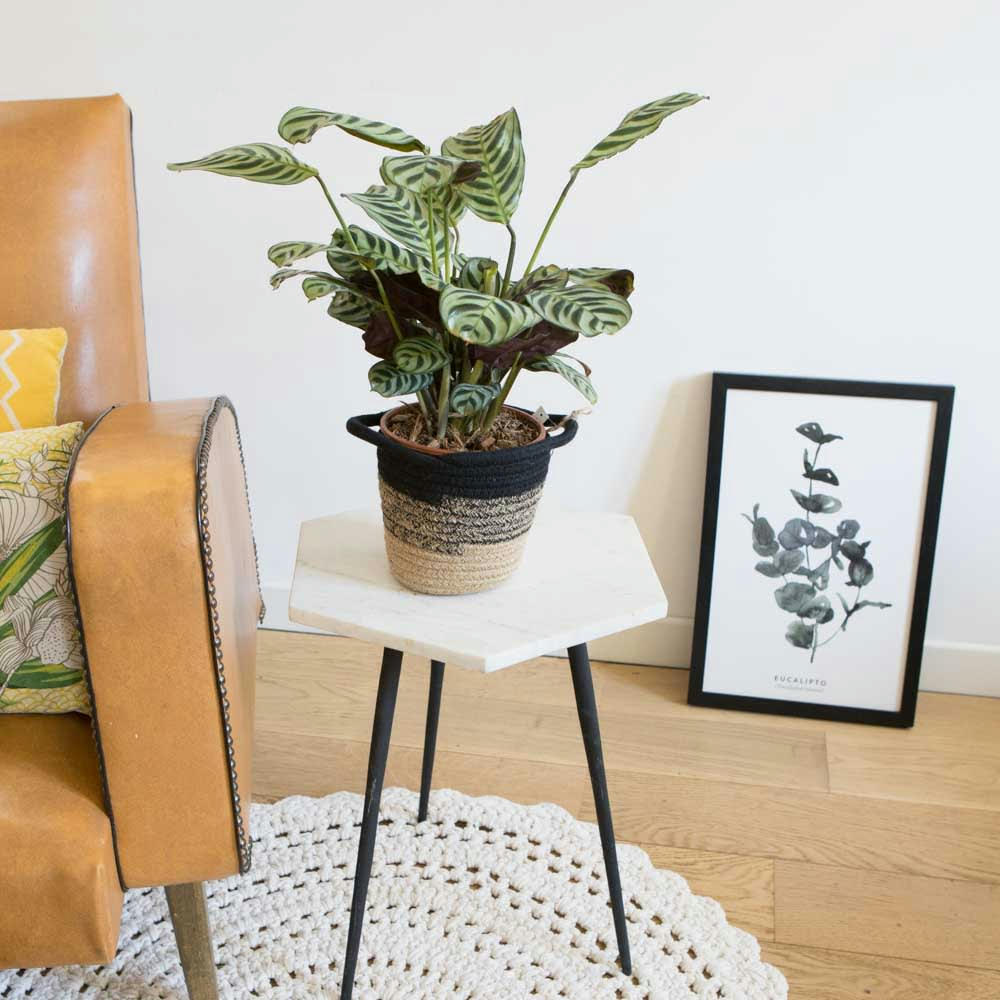 CALATHEA AMABILIS - Calathea plante prière sans cache-pot