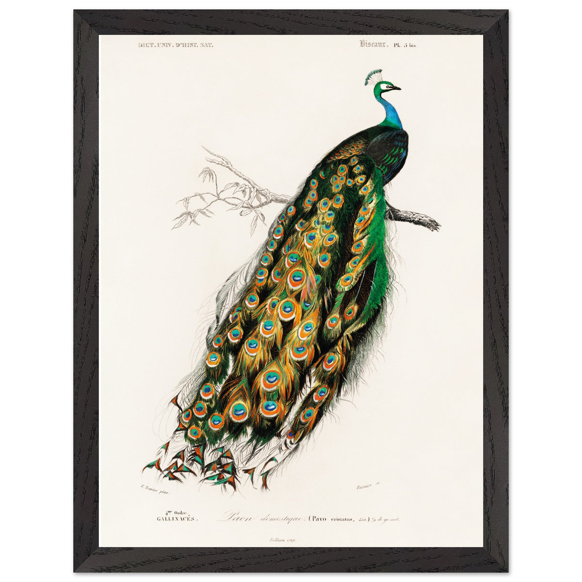 Artfulprints Poster met Lijst Charles Dessalines d'Orbigny - Indian peafowl (pavo cristatus)  - 30x40 cm - Groen