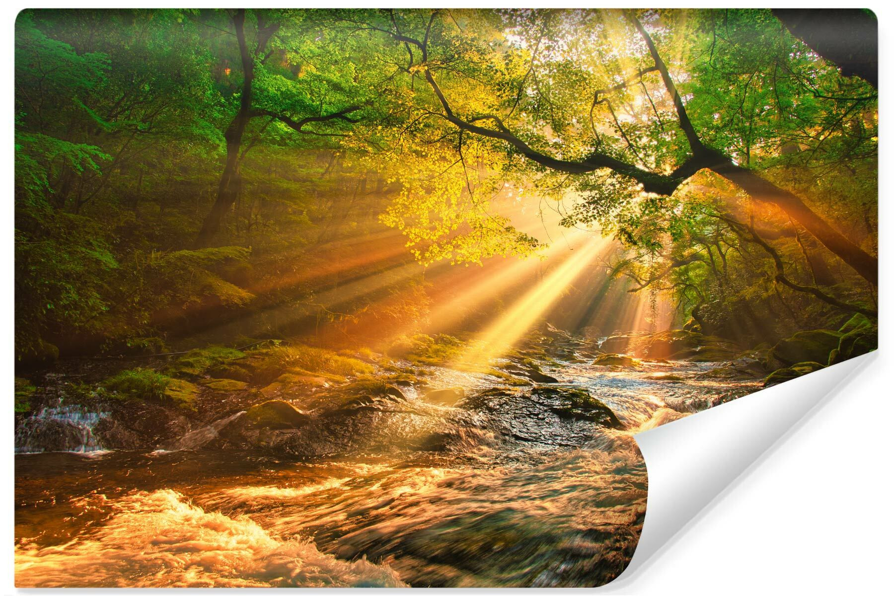 Fototapeta Do Jadalni Strumyk W Słonecznym Lesie 90x60cm