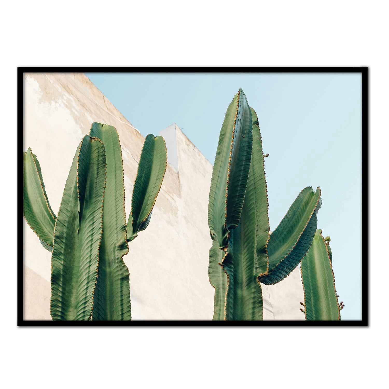 CACTUS - Affiche avec cadre noir - Cactus - 30x40