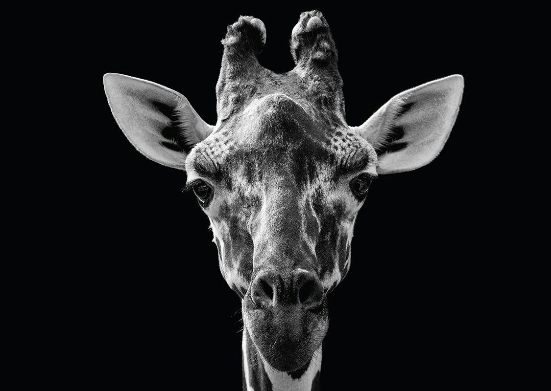 ANIMAL - Tableau métal girafe noir et blanc 32x45