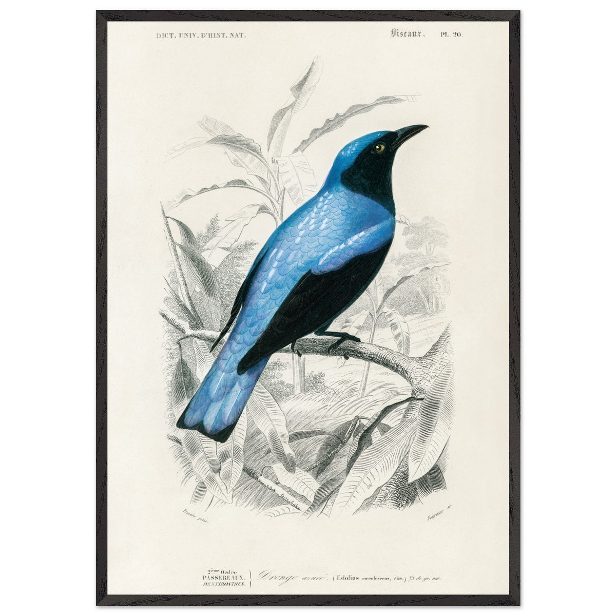 Artfulprints Poster met Lijst Charles Dessalines d'Orbigny - Square-tailed drongo (Edoius caerulescens)  - 70x100 cm - Blauw