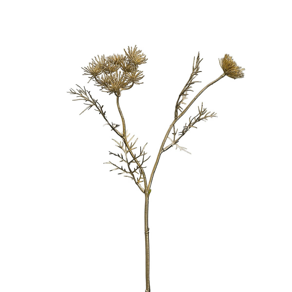 - Tige de carotte sauvage H42