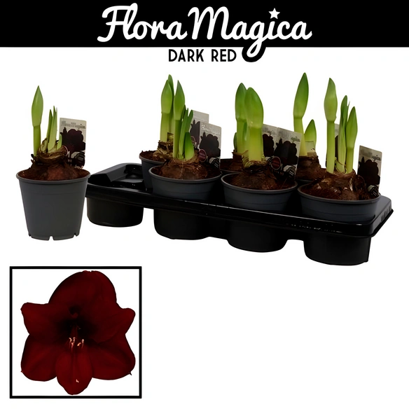Ritterstern, Amaryllis Hybriden, Blütenfarbe: rot