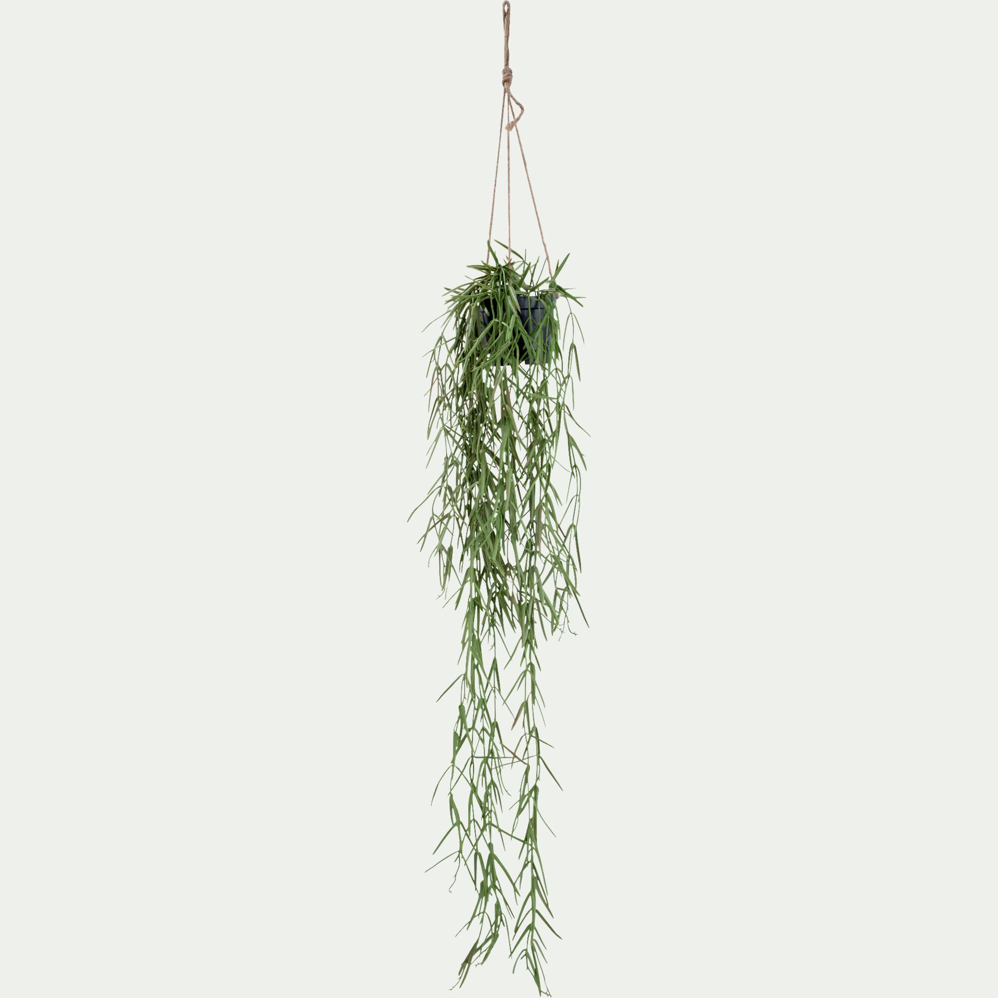 BERILLO - Hoya artificiel H80cm - vert
