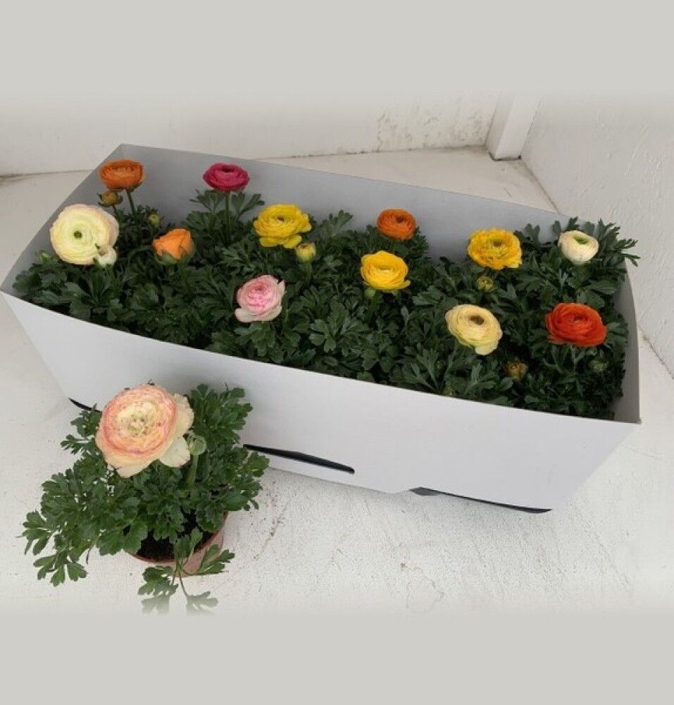 PLANTE BAUHAUS RANUNKEL ULIKE FARGER 10,5CM