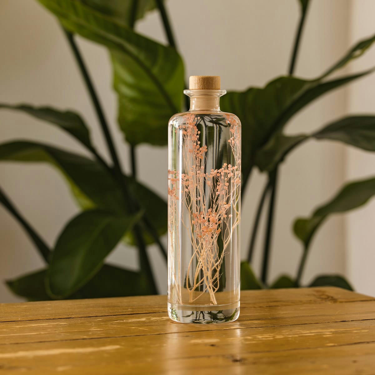 HERBARIUM DE THEOPHILE - Plante immergée Broom rose