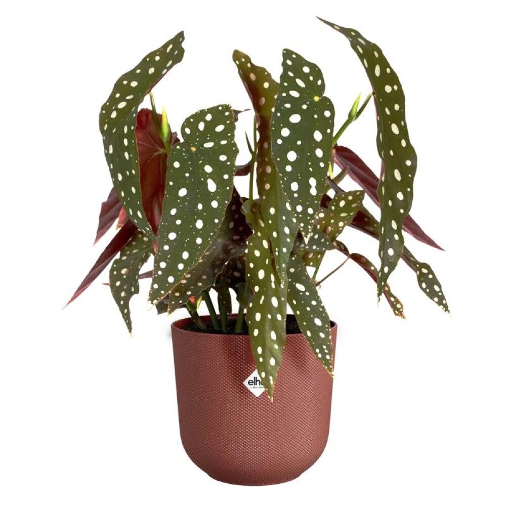 URTEPOTTESKJULER ELHO JAZZ RUND 19 CM RØD