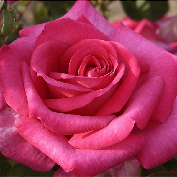 2 x Kordes Eleganza rosier - Rosa 'Parole'