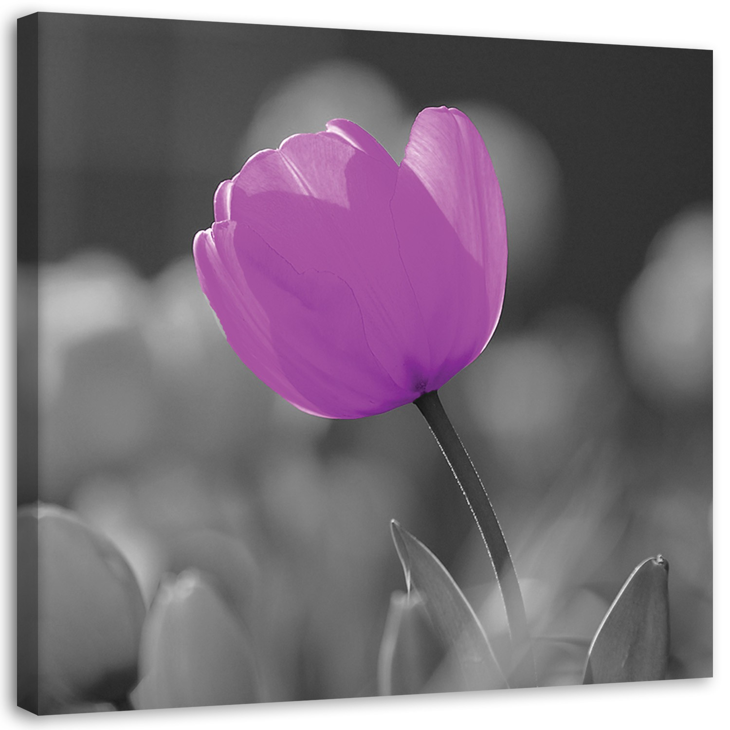 Feeby Obraz na płótnie Fioletowy tulipan 30x30