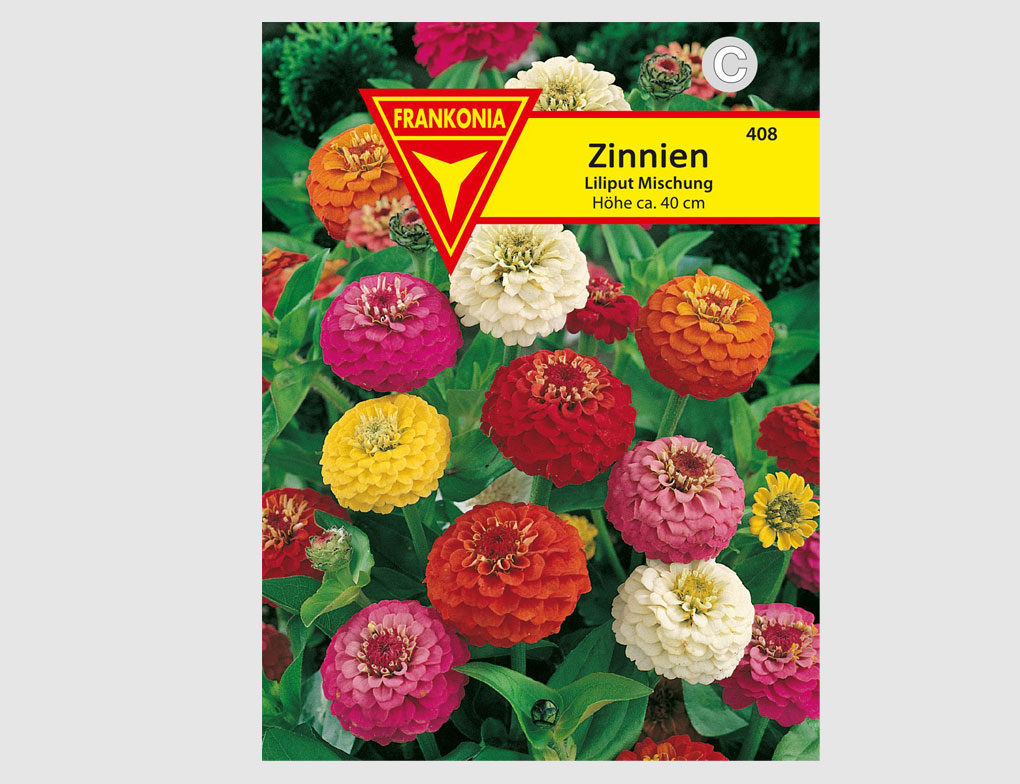 Zinnien Liliput
