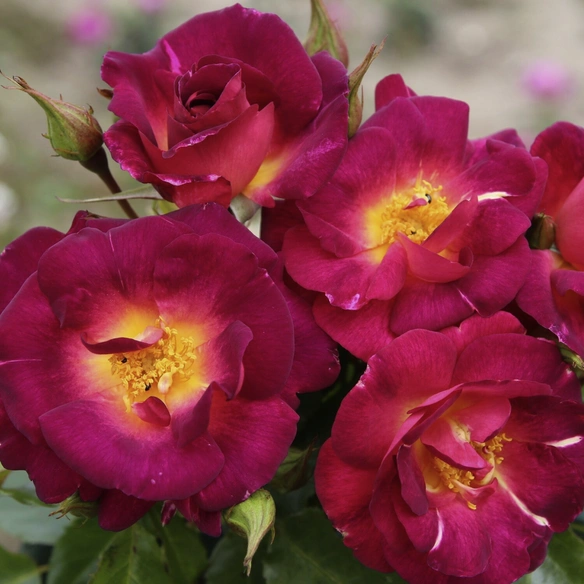Strauchrose, Rosa »Ile de Fleurs«, Blüte: purpurlila, leicht gefüllt