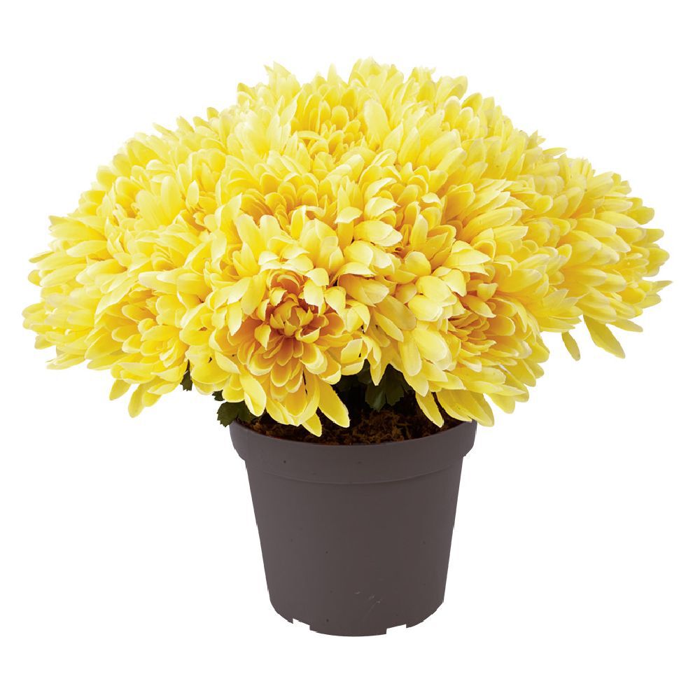 Chrysanthèmes artificiels dans pot - 29 têtes - Jaune