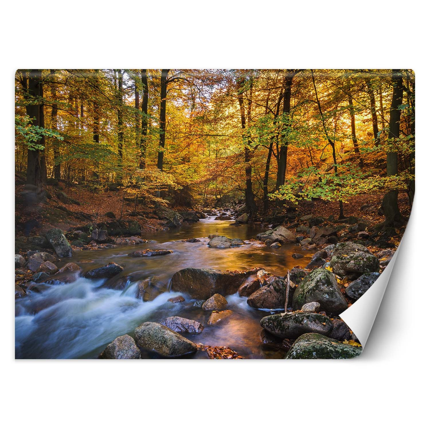 Feeby Fototapeta, Potok górski w lesie 150x105