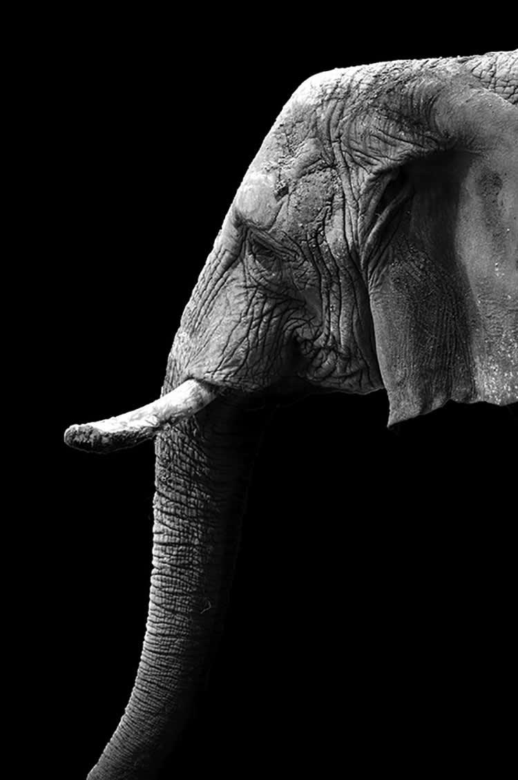 PROFIL D'UNE VÉTÉRANE - Photographie d'art de Guillaume Mordacq 40x60 cm sur alu