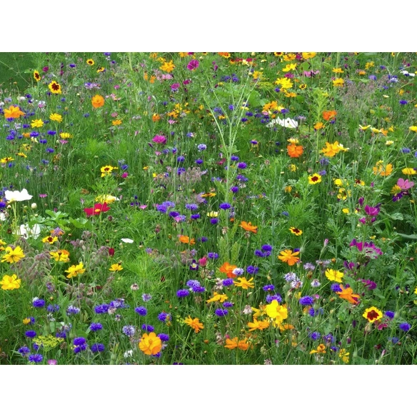 Saatgut »Blumenwiese-Patch«
