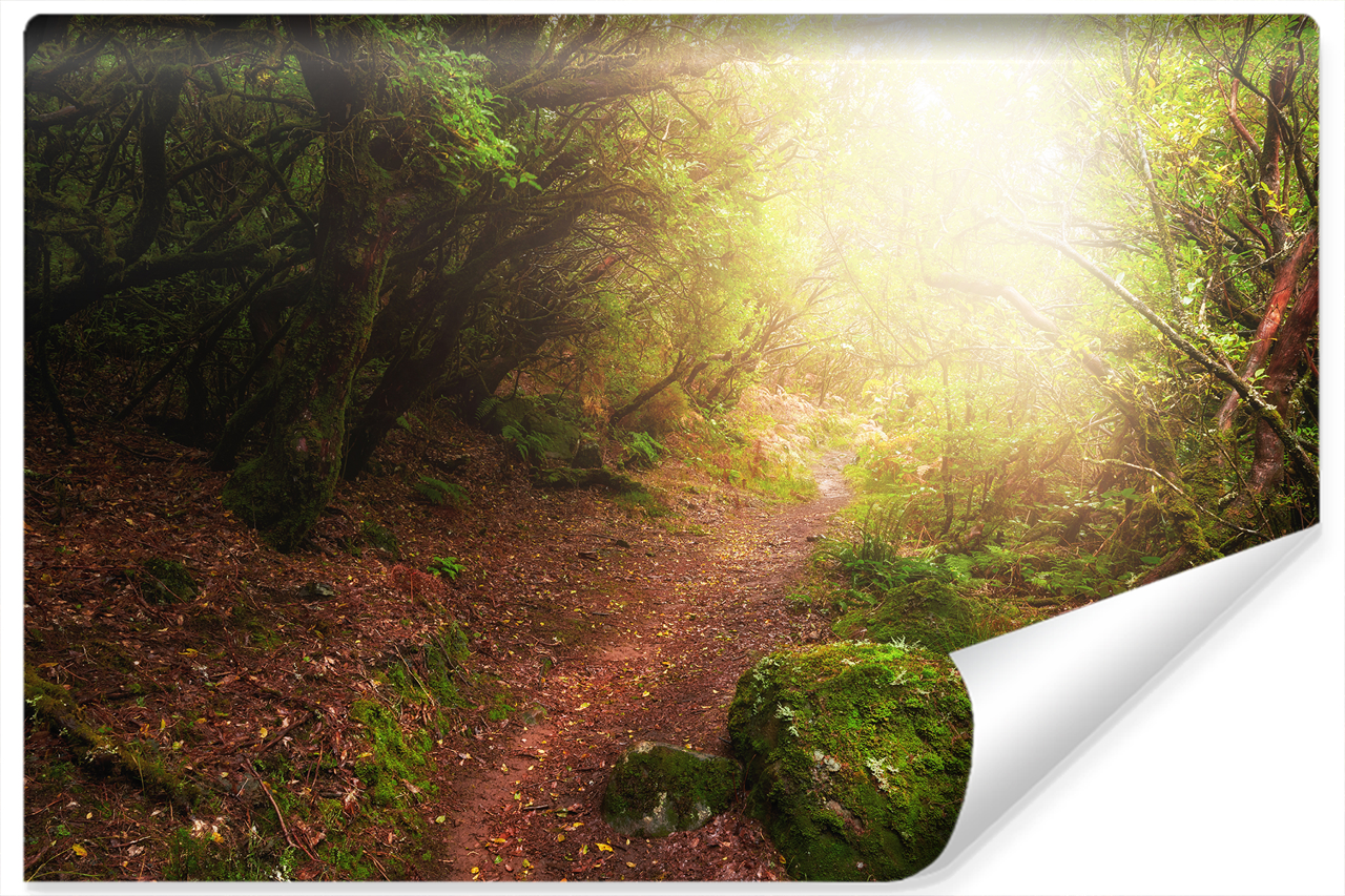 Fototapeta Pejzaż LEŚNY Słońce Mech Natura 90x60cm