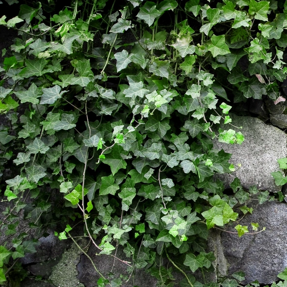 Efeu, Hedera helix, winterhart