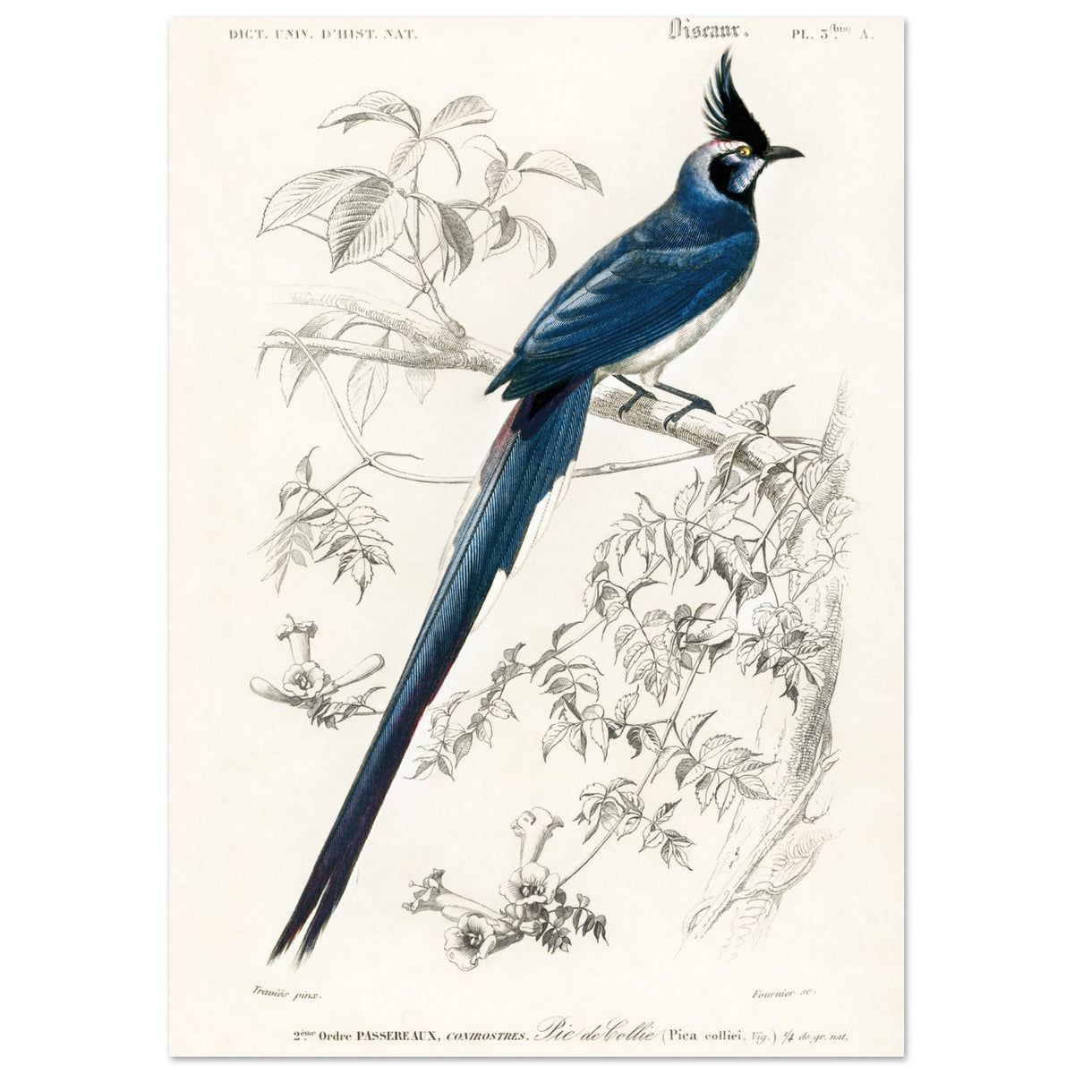 Artfulprints Poster Charles Dessalines d'Orbigny - Black-throated magpie-jay (pica colliei)  - A4 21x29.7 cm - Blauw