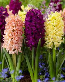 Bulbs Are Easy, Hyacinth Bulbs, Assorted Varieties, Home Garden