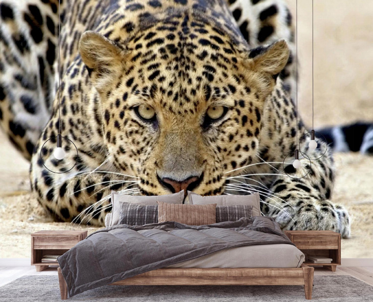 Fototapeta Jaguar Afryka Tygrys Do Sypialni Tapeta 150X105