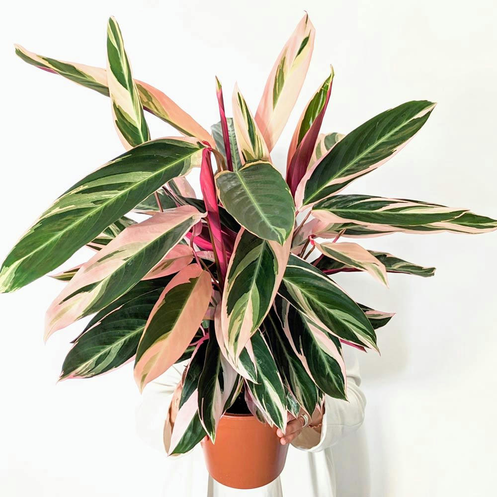 - Tristan, calathea triostar 85cm + cache-pot