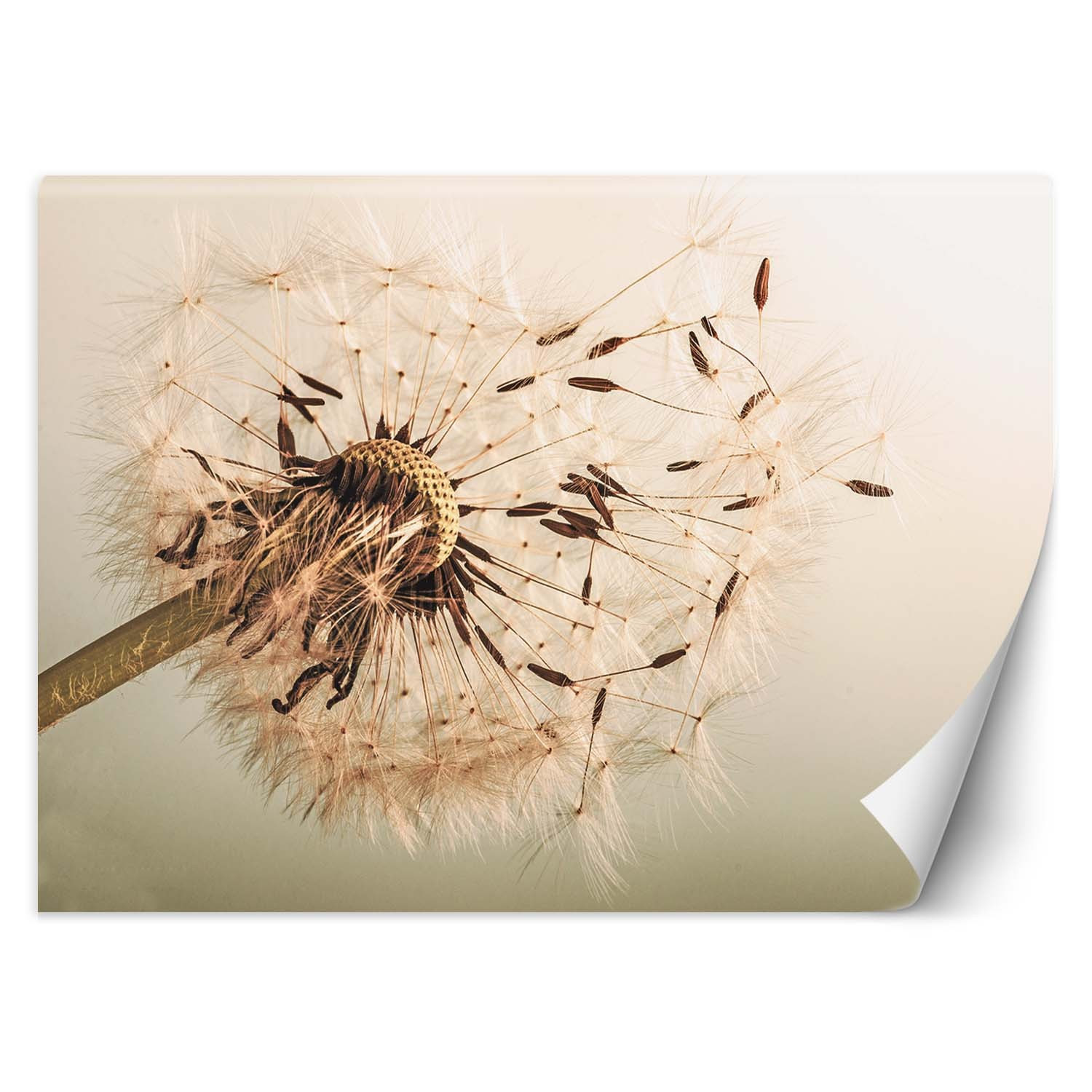 Feeby Fototapeta, Dmuchawiec makro 150x105