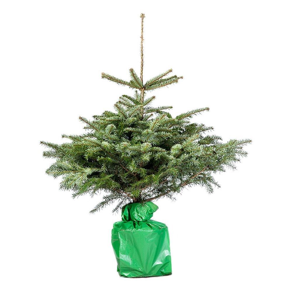 JULETRE I POTTE EDELGRAN 100-125CM