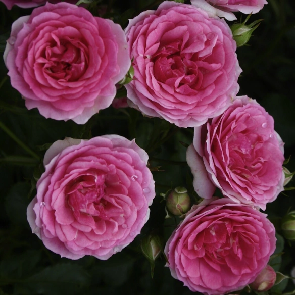 Rose, C5, Kordes, Rigo-Rose, rosa