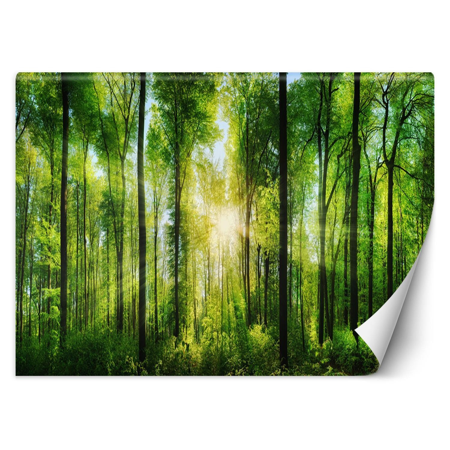Feeby Fototapeta, Promienie słońca las natura 254x184