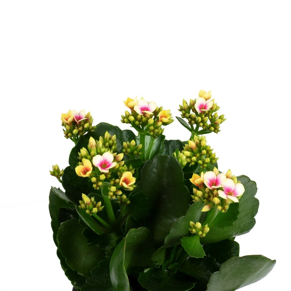 Flammendes Käthchen, Kalanchoe blossfeldiana, Blütenfarbe: mehrfarbig