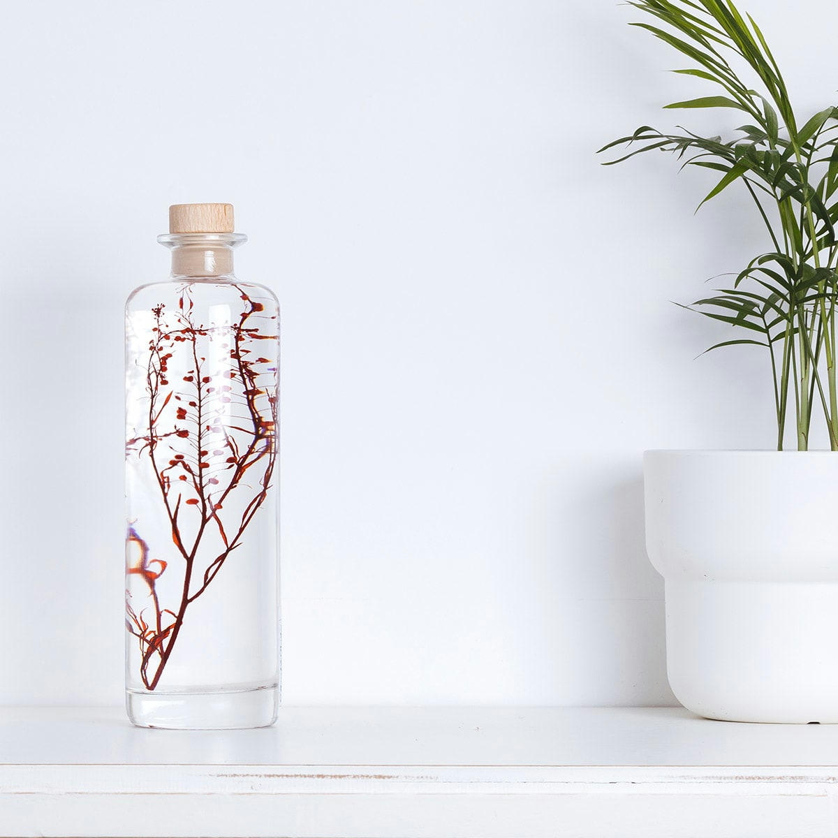 HERBARIUM DE THEOPHILE - Plante immergée Lepidium rouge