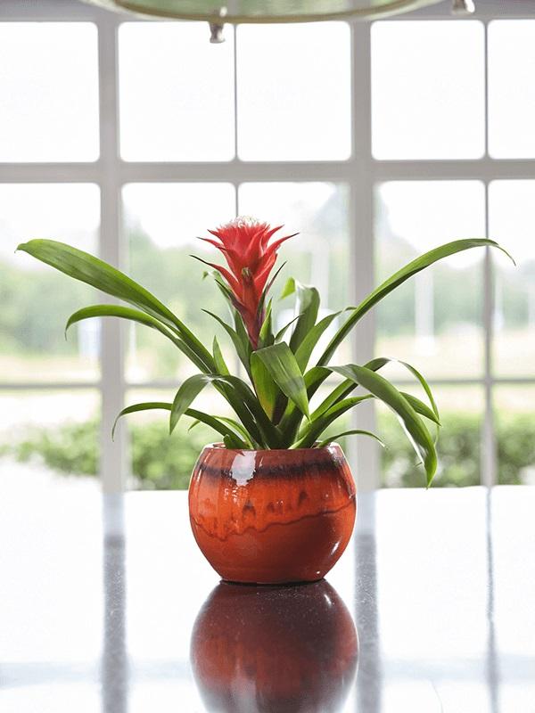 Ter Steege Pot Charlotte orange bloempot binnen 15 cm