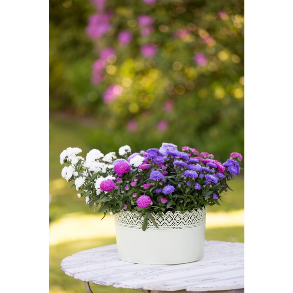 Glattblatt-Aster, Aster novi-belgii »Trio«, max. Wuchshöhe: 25 cm, Blüte: dreifarbig