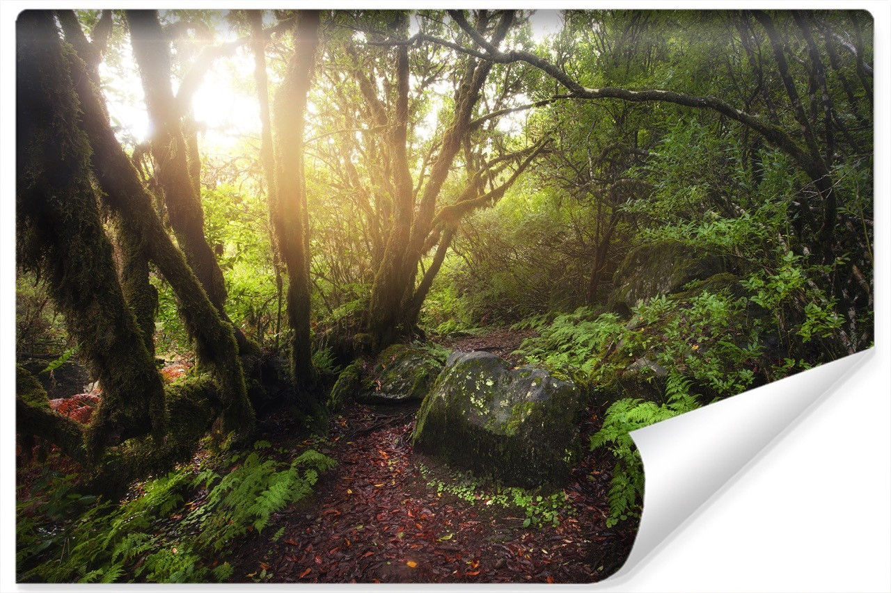 Fototapeta Do Sypialni LAS Drzewa Skały 3D 90x60cm