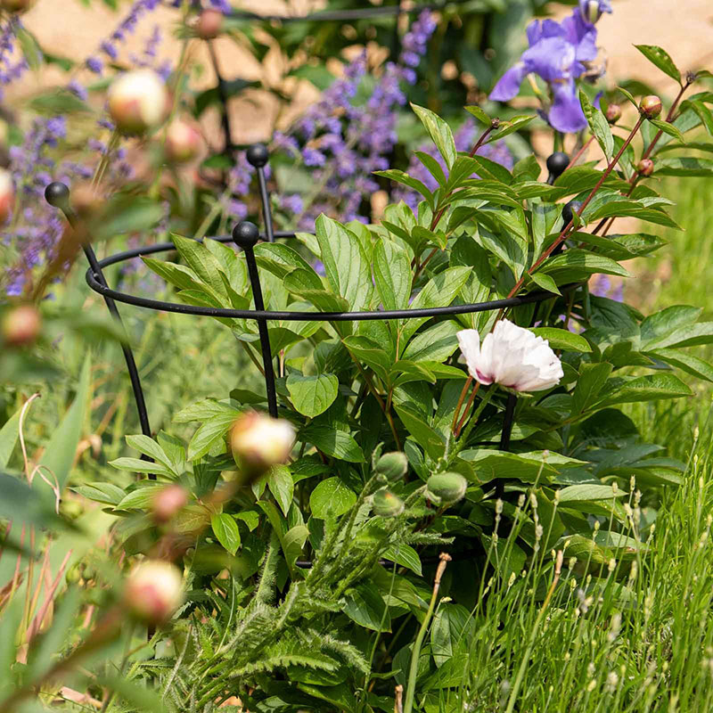 Växtstöd Trumpet Peony 60 cm, svart
