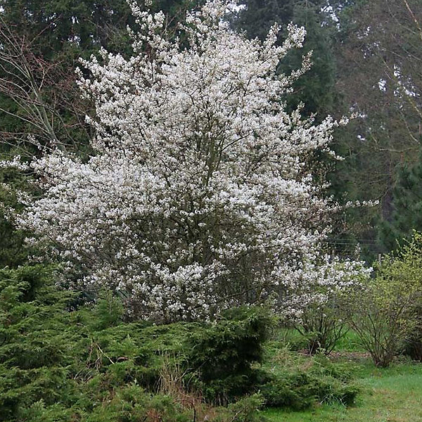 2 x Amélanchier 'Ballerina' - Amelanchier 'Ballerina'- 60-80 cm pot