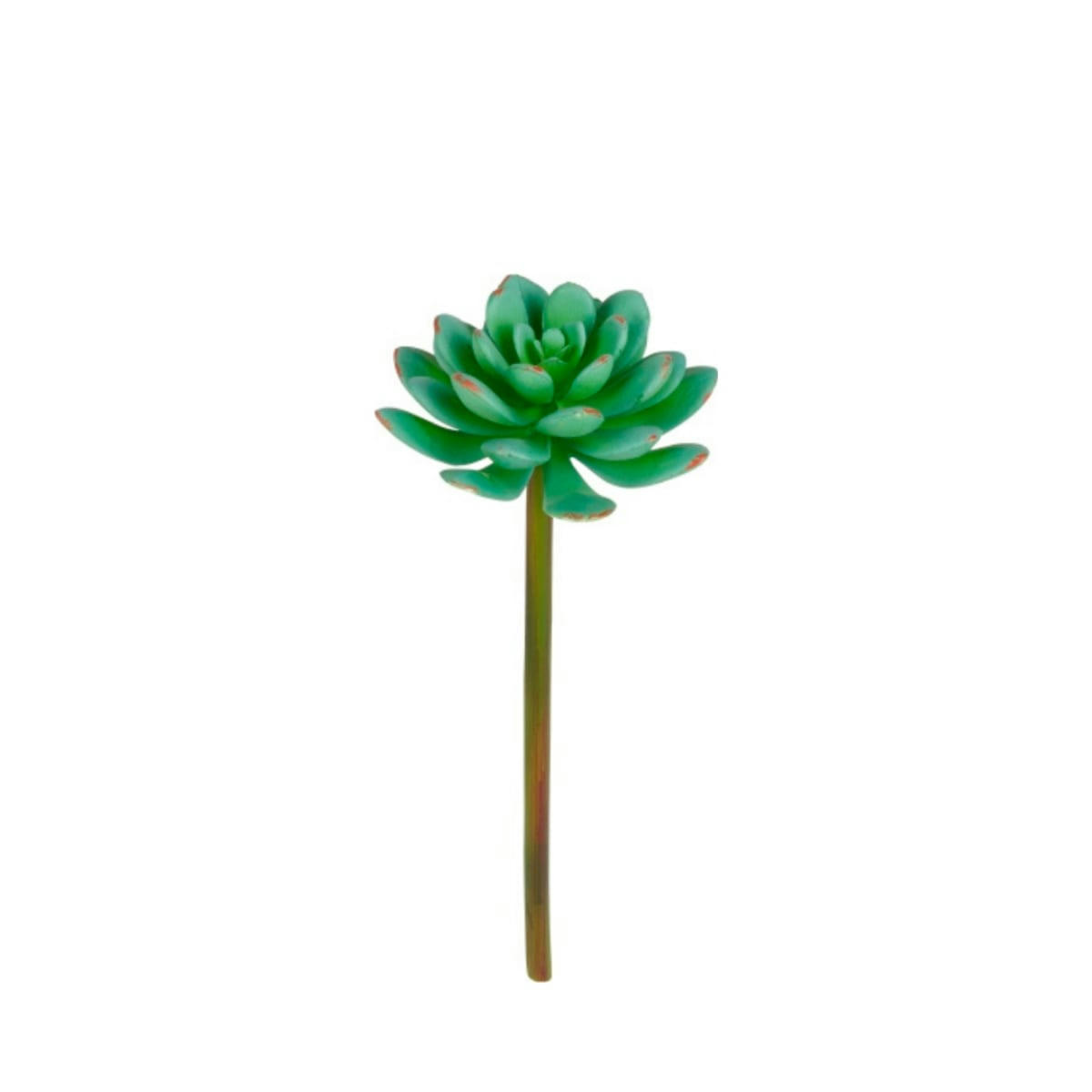 - Tige d’echeveria artificielle h20